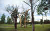 Kampa_Winddancers.jpg (36062 tavu(a))