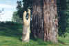 Puukarnaatio_net.jpg (30889 tavu(a))