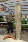 cucu29062011.jpg (28128 tavu(a))