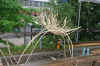 lipke-vigesaa02072011.jpg (36975 tavu(a))