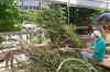 lipke-vigesaa28062011.jpg (26314 tavu(a))